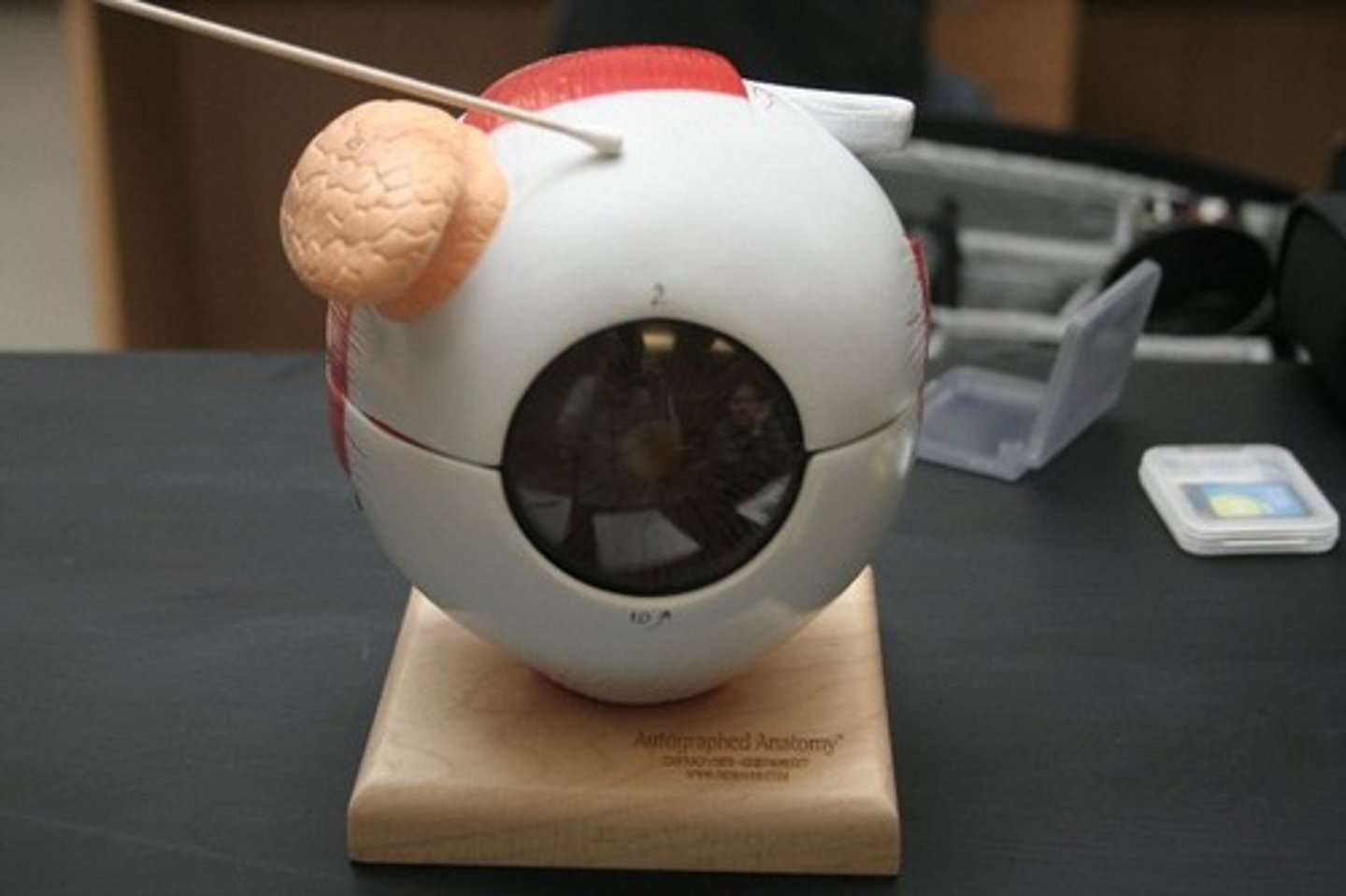 <p>outermost white layer</p>