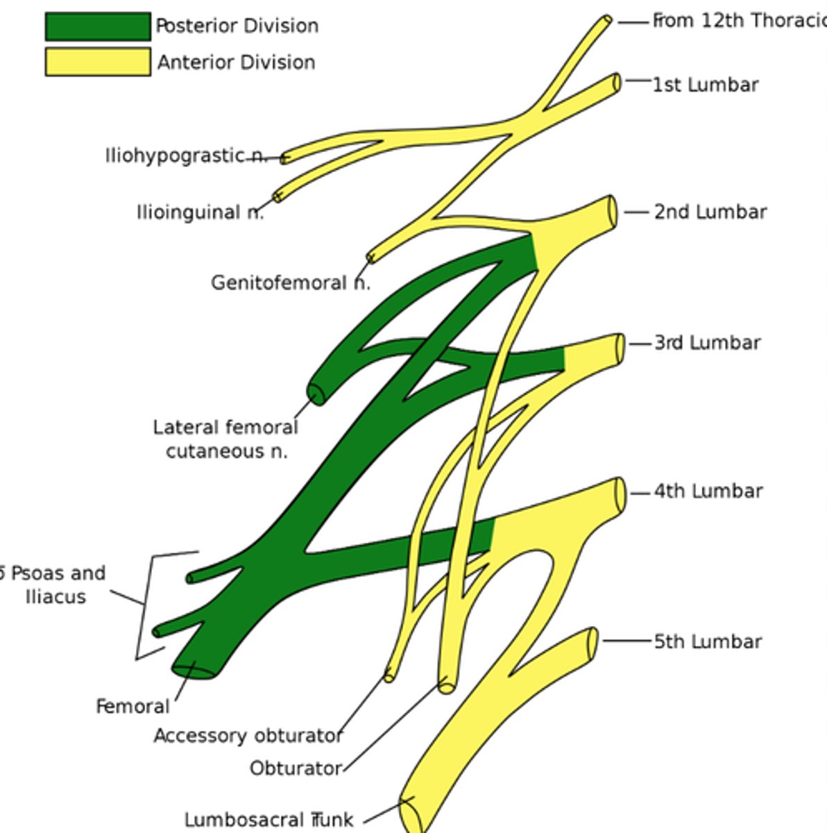 <p>ventral rami of spinal nerves L1-S4</p>