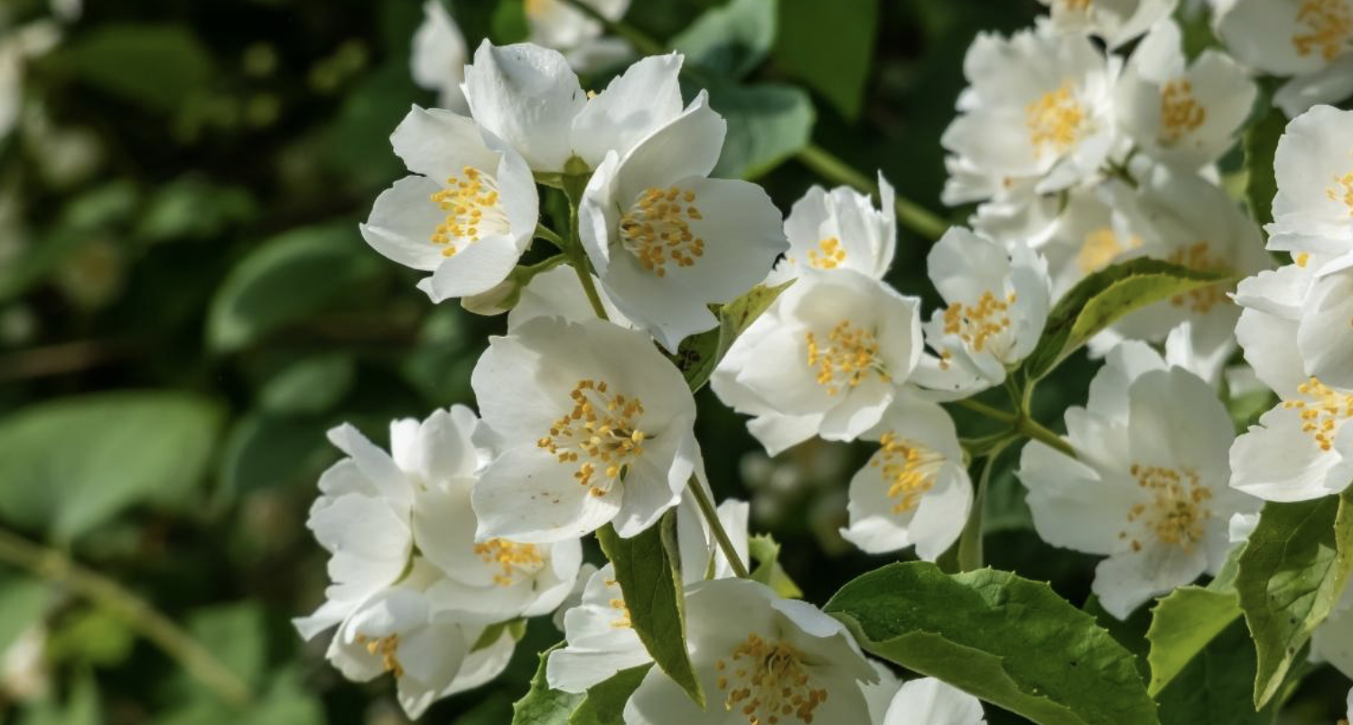 Flower 181