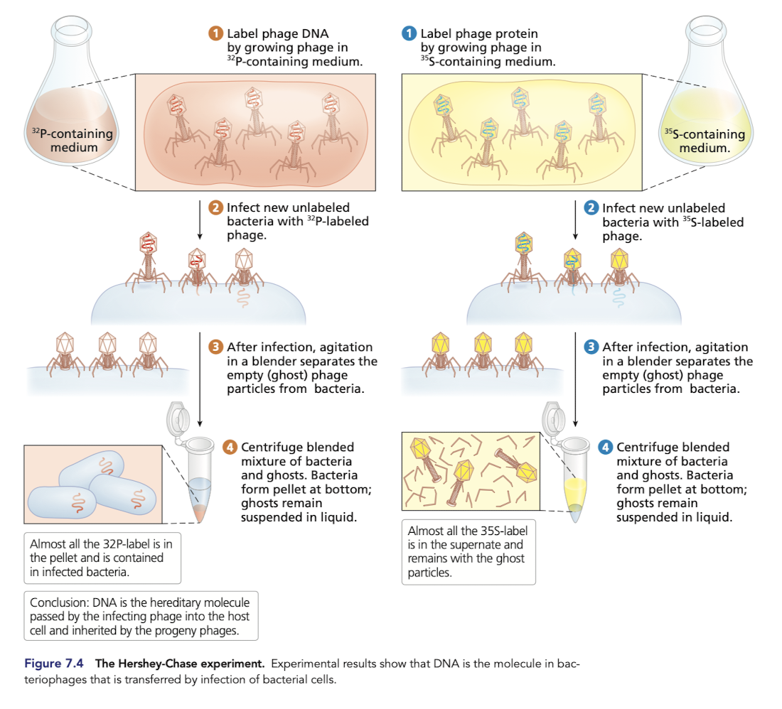 <p><strong><em>Protein </em></strong>contains sulfur and almost no phosphorus</p><p><strong><em>DNA </em></strong>contains phosphorus but no sulfur </p><ul><li><p>bacteriophages attach to the outside of bacterial cells and inject DNA </p></li><li><p>emtpy “ghost” phages, <strong><em>no longer have DNA but are made up of protein </em></strong></p><ul><li><p>separated from bacteria throguh centrifugation </p></li></ul></li><li><p>P labelled is in the pellet contained in the infected bacteria - <strong><em>confrims DNA is the hereditary molecule passed by the infecting phage into the host cell </em></strong></p></li></ul>