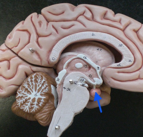a pea-sized structure located at the base of the brain, just below the hypothalamus, to which it is attached via nerve fibers. It is part of the endocrine system and produces critical hormones, which are chemical substances that control various bodily functions