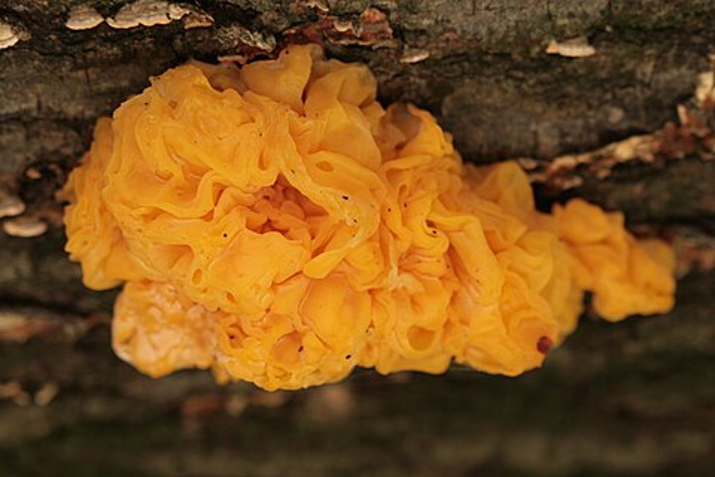 <p>owocnik tremalloidalny</p>