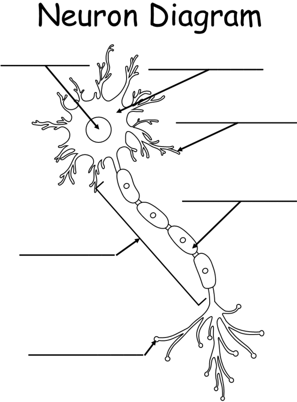 <p>structure of neuron</p>