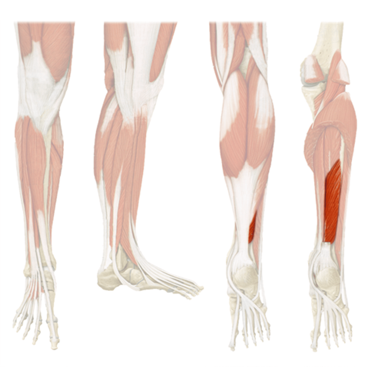 <p>A: plantar flexion and inversion of the foot; flexion of the great toe</p><p>O: posterior shaft of fibula; interosseous membrane</p><p>I: distal phalange of great toe</p>