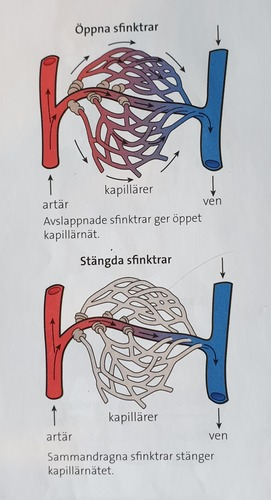 Sfinktrar