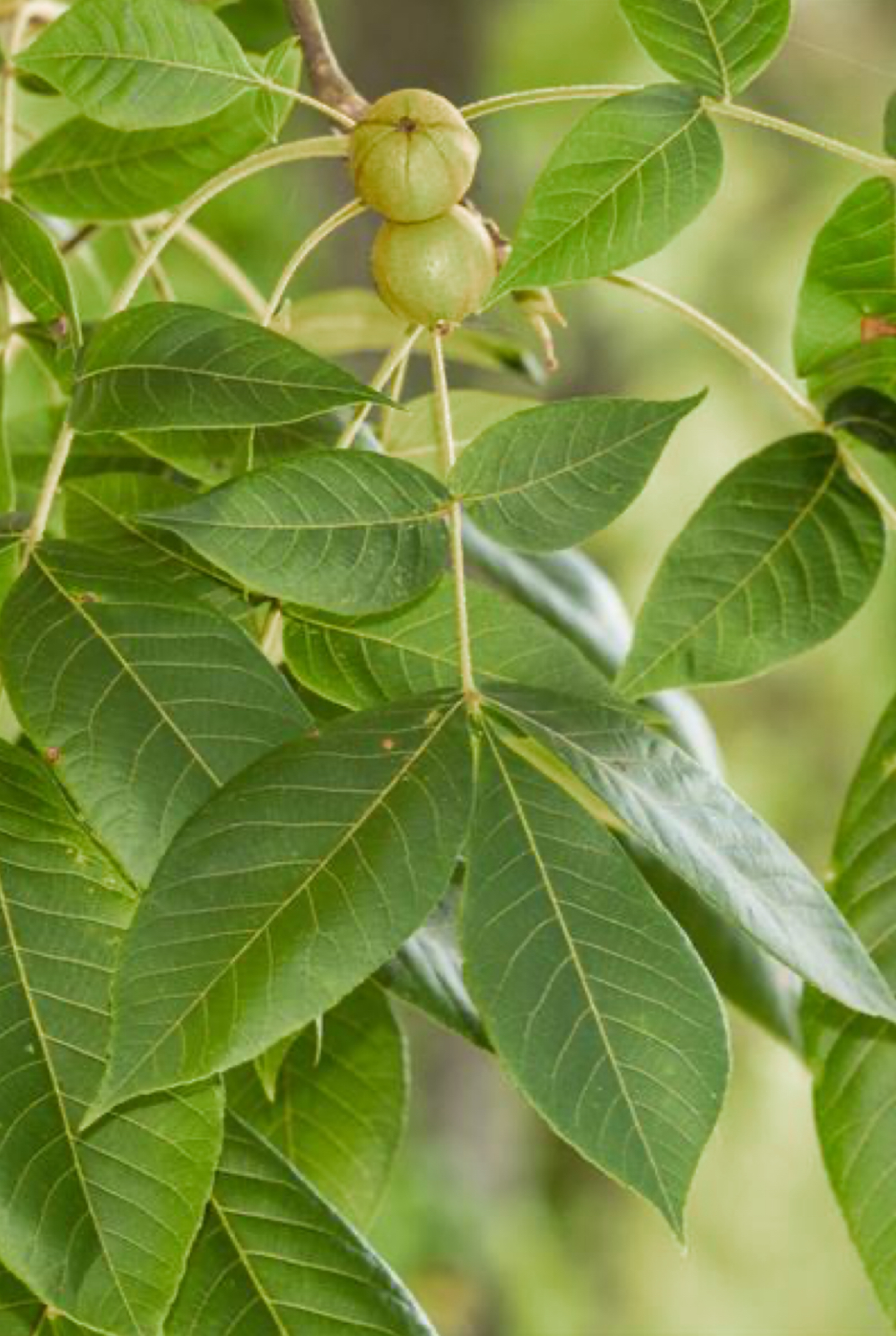 <p>mockernut hickory</p>