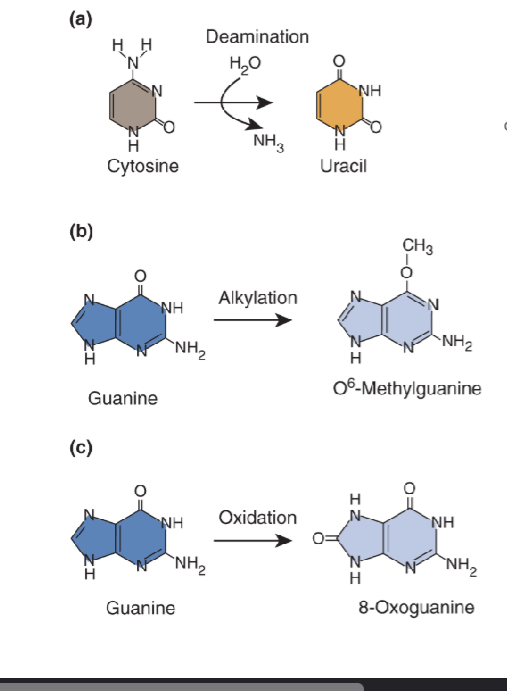 <p>conversion: mutagen changes the base on the nucleotide in a DNA sequence</p><ul><li><p>generally causes minor structural distortion so might not block replication or transcription</p></li><li><p>change base-pairing can result in transition or transversion after replication</p></li></ul><p></p>