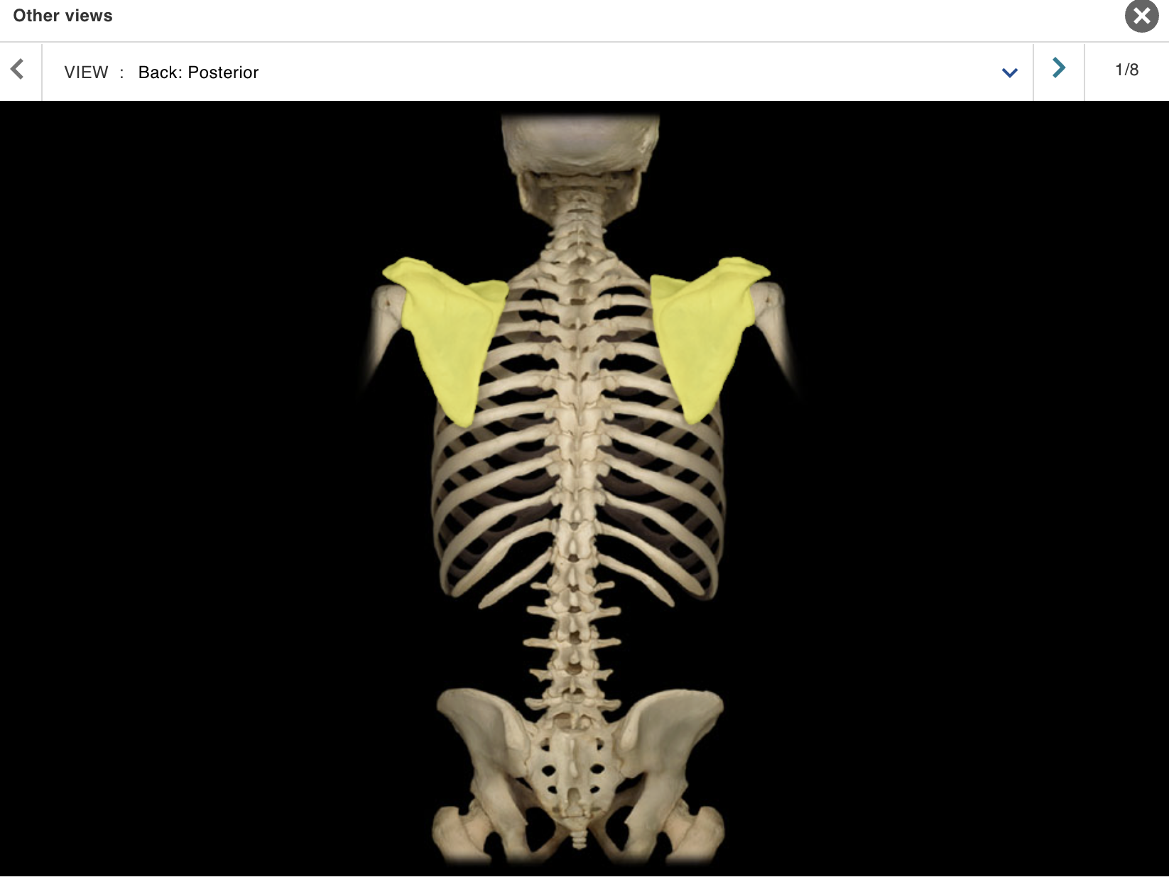 <p>Location:</p><ul><li><p>﻿﻿Posterior thorax</p></li><li><p>﻿﻿Overlies ribs 2-7</p></li></ul><p class="p1">Description:</p><ul><li><p>﻿﻿Large, triangular, flat bone</p></li><li><p>﻿﻿Characteristic features include spine, acromion, coracoid process, and glenoid cavity</p></li></ul><p></p>
