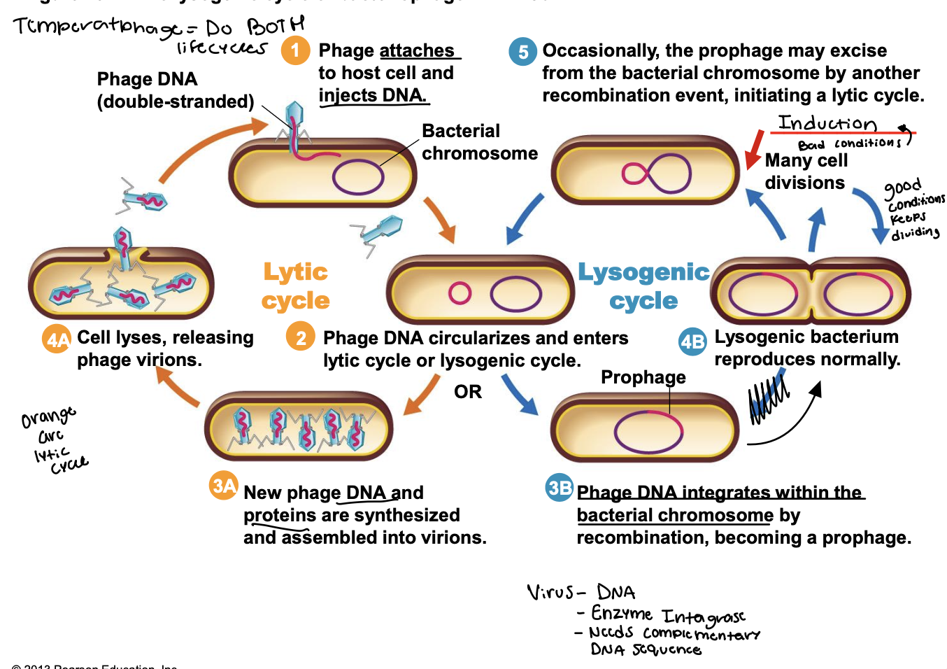 <ol><li><p><span style="color: red;"><strong>Absorption/attachment (both):</strong></span> Phage attaches to the host cell and injects DNA</p></li><li><p><span style="color: red;"><strong>Penetration (entry):</strong></span><strong> </strong>Phage DNA circularizes and enters lytic cycle or lysogenic cycle (happens for both)</p></li></ol><p>Step 3 is where we split off</p><ul><li><p>3A: <strong>Biosynthesis/maturation:</strong> New phage DNA and proteins are synthesized and assembled into virions</p></li><li><p>3B:<strong> Integration:</strong> Phage DNA integrates within the bacterial chromosome by recombination, becoming a prophage</p></li><li><p>4A:<strong> Release:</strong>&nbsp;cell lyses, releasing phage virions&nbsp;</p></li><li><p>4B: Lysogenic bacterium reproduces normally&nbsp;</p><ul><li><p>GOOD CONDITIONS: keeps dividing!</p></li><li><p>BAD CONDITIONS: <strong>Induction occurs (</strong><span>activation of lysogenic prophage <strong><u>followed by viral replication and cell lysis)</u></strong></span><strong> </strong></p></li></ul></li><li><p>5B: Occasionally, the prophage may excise from the bacterial chromosome by another recombination event, <u>initiating a lytic cycle</u></p><ul><li><p><strong>Temperatphage = do BOTH LIFECYCLES&nbsp;</strong></p></li></ul></li></ul><p></p>