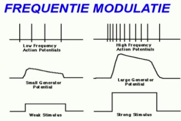 Wat is de vuurfrequentie? 