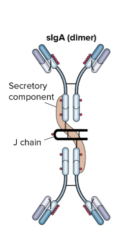 <p><span><span>IgA components</span></span></p>