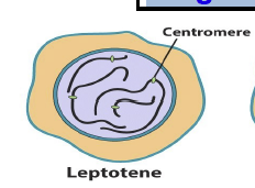 <p>Chromosomes become visible as long, threadlike structure; pairing of chromosomes; double strand breaks (lepto- &quot;thin like&quot;) (1)</p>