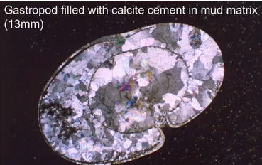 <p>Variable shape</p><p>Common shallow marine and terrestrial </p>