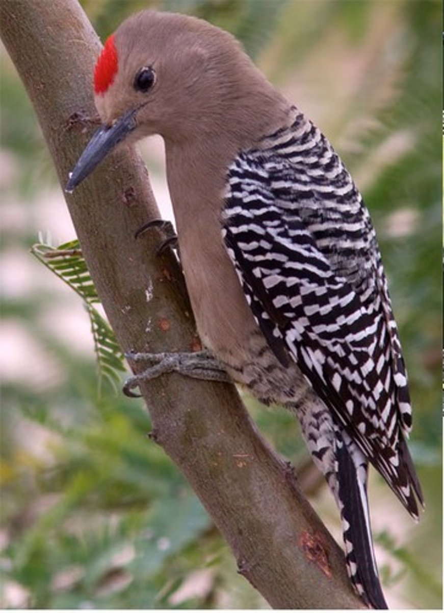 <p>Desert; CA Endangered, nest in cacti</p>