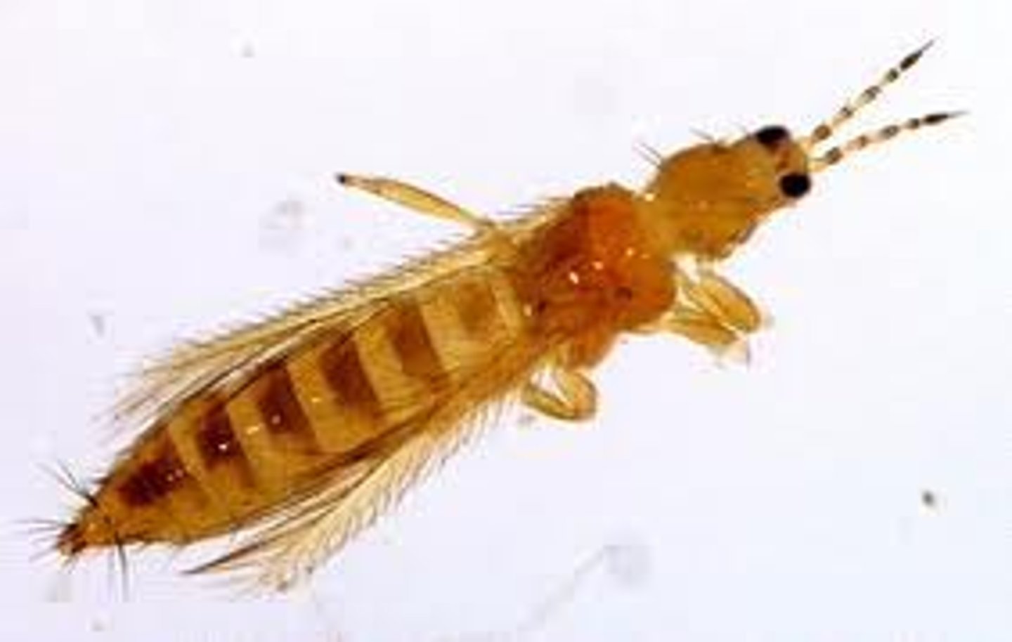 <p>thrips, fuzzy wings</p>