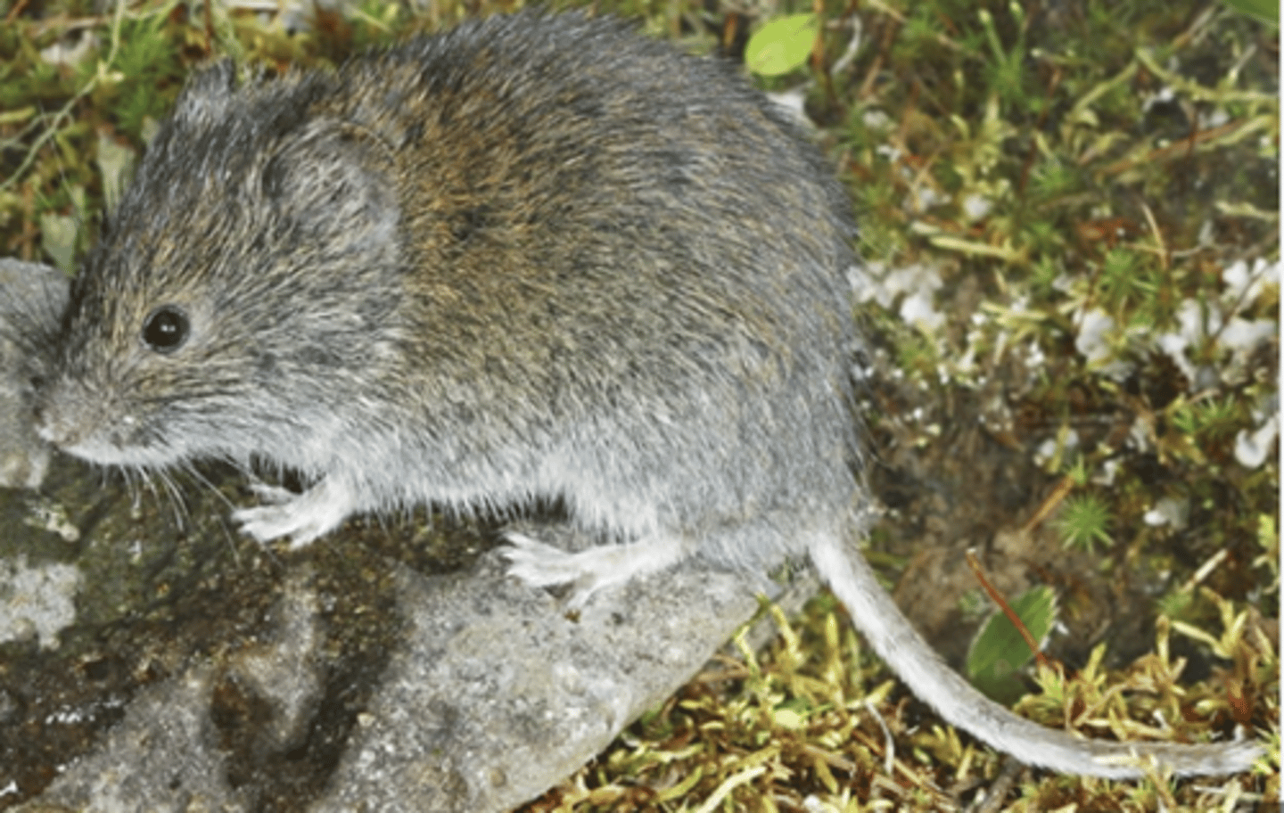<p>Name, habitat, range</p>