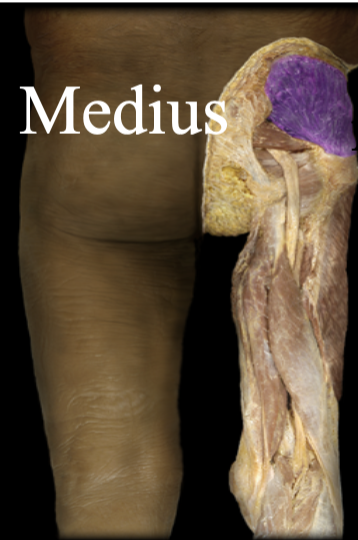 <p>Fibers run mostly up and down, along the side of the pelvis (allium) to the femur, tucks under the gluteus Maximus. Abducts thigh</p>
