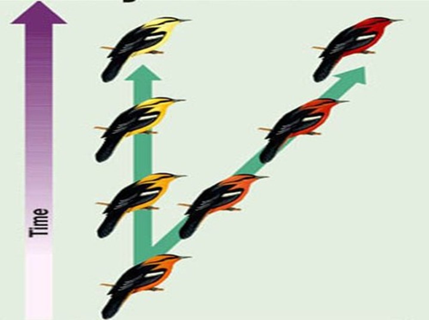 <p>evolution in which species with a shared ancestor develop differing traits due to dissimilarities between their environments</p>