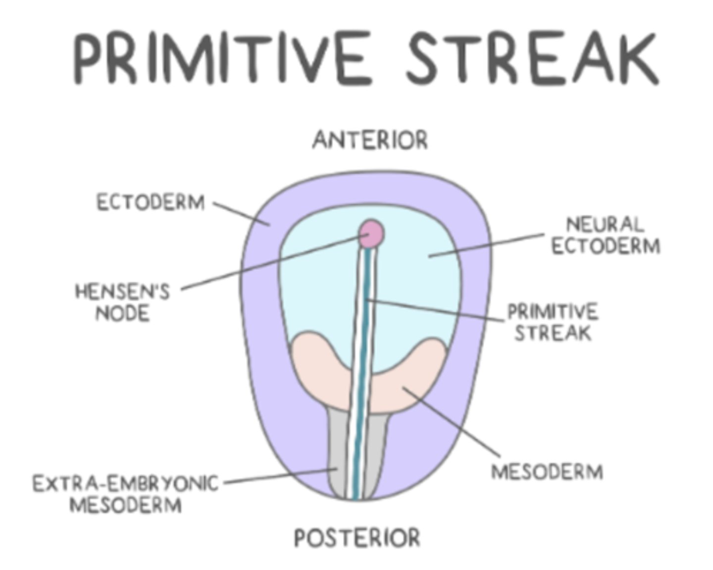 <p>primitive streak</p>