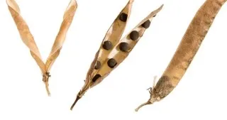 <p>What type of dispersal occurs with this fruit?</p>