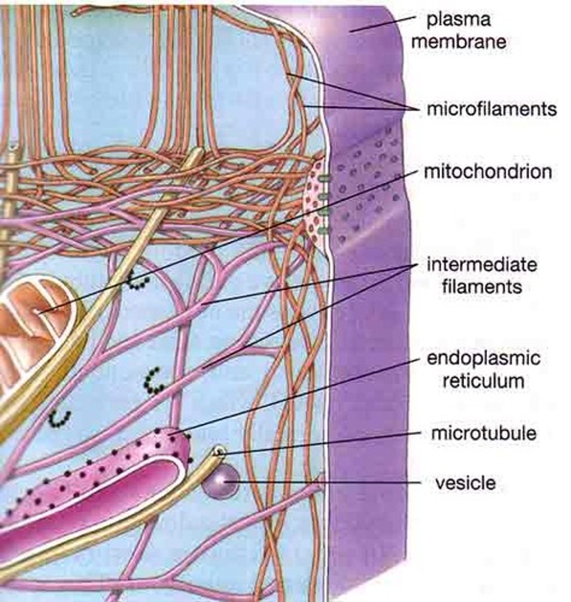 <p>Long, thin fibers that function in the movement and support of the cell</p>