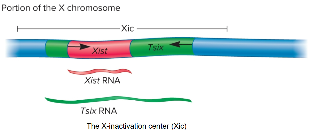 <ul><li><p>occurs during embryogenesis in female mammals</p></li><li><p>X-inactivation center (Xic) found on X chromosome</p></li><li><p>Xic contains two genes, Xist and Tsix, which are transcribed in opposite directions</p></li></ul><p></p>