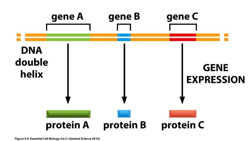 <ul><li><p>A unit of hereditary information</p></li><li><p>DNA segment with information to make a specific RNA molecule</p></li><li><p>Doesn’t have to be translated to be a gene; RNA molecules from genes may be final product if RNA used in structural, catalytic, or regulatory roles</p></li></ul><p></p>