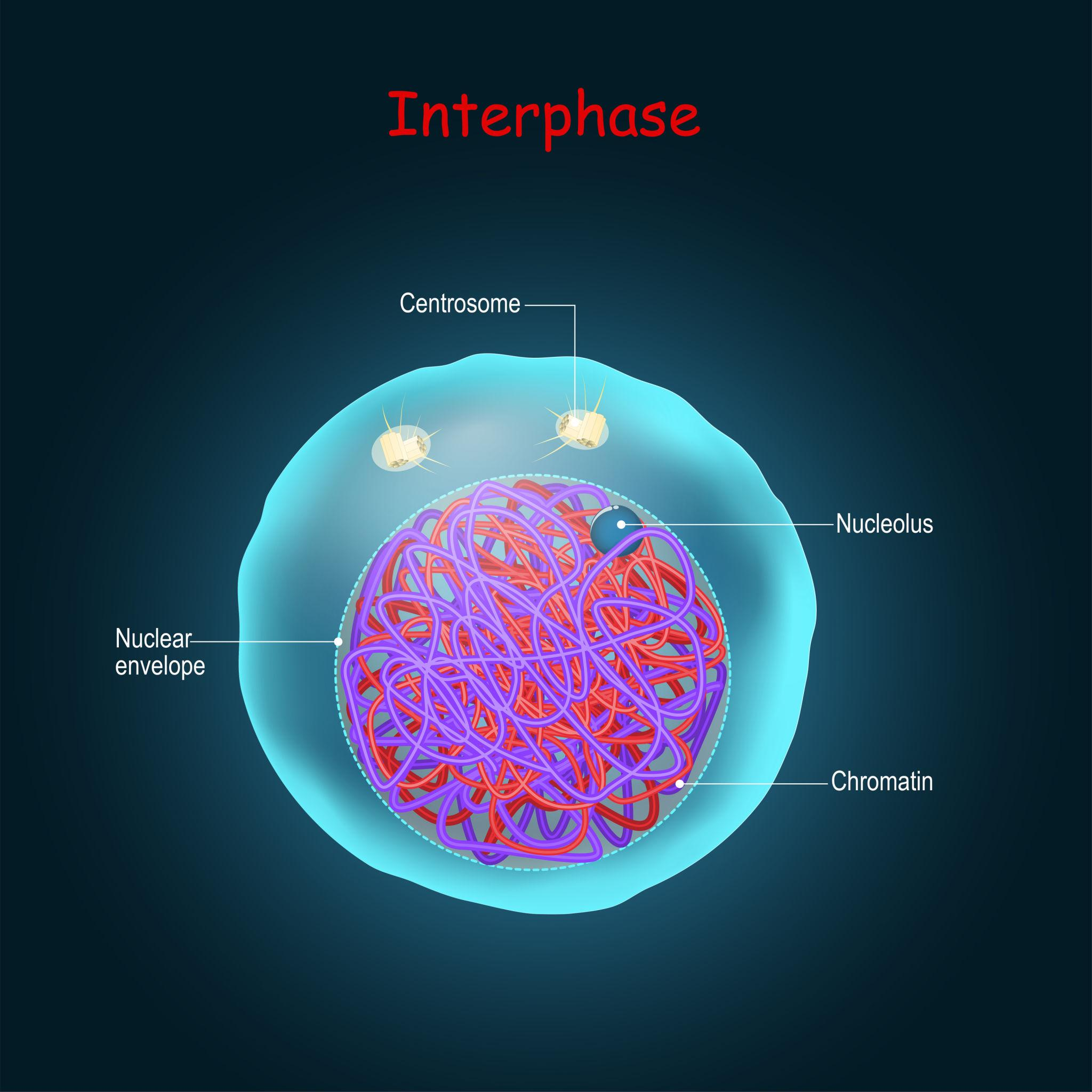 <p><strong>What happens:</strong></p><ul><li><p>Cell grows and performs normal functions</p></li><li><p>DNA is replicated</p></li></ul><p><strong>What it looks like:</strong></p><ul><li><p>Nucleus intact</p></li><li><p>No visible chromosomes (DNA is uncondensed chromatin)</p></li></ul><p></p>