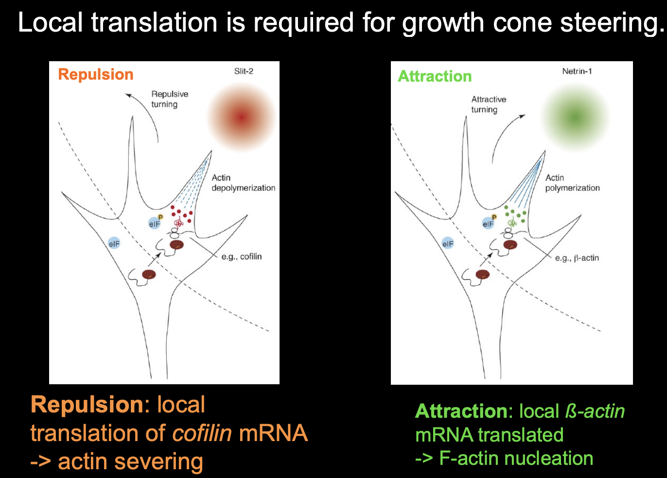<p>What else is also important in growth cone guidance and adaptation and re-sentiisation</p>