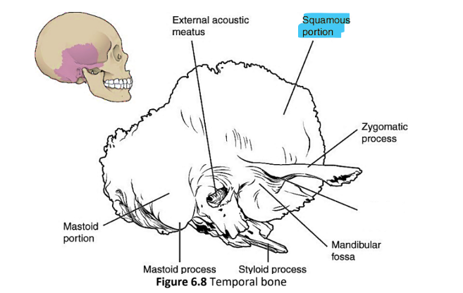 <p>squamous portion</p>