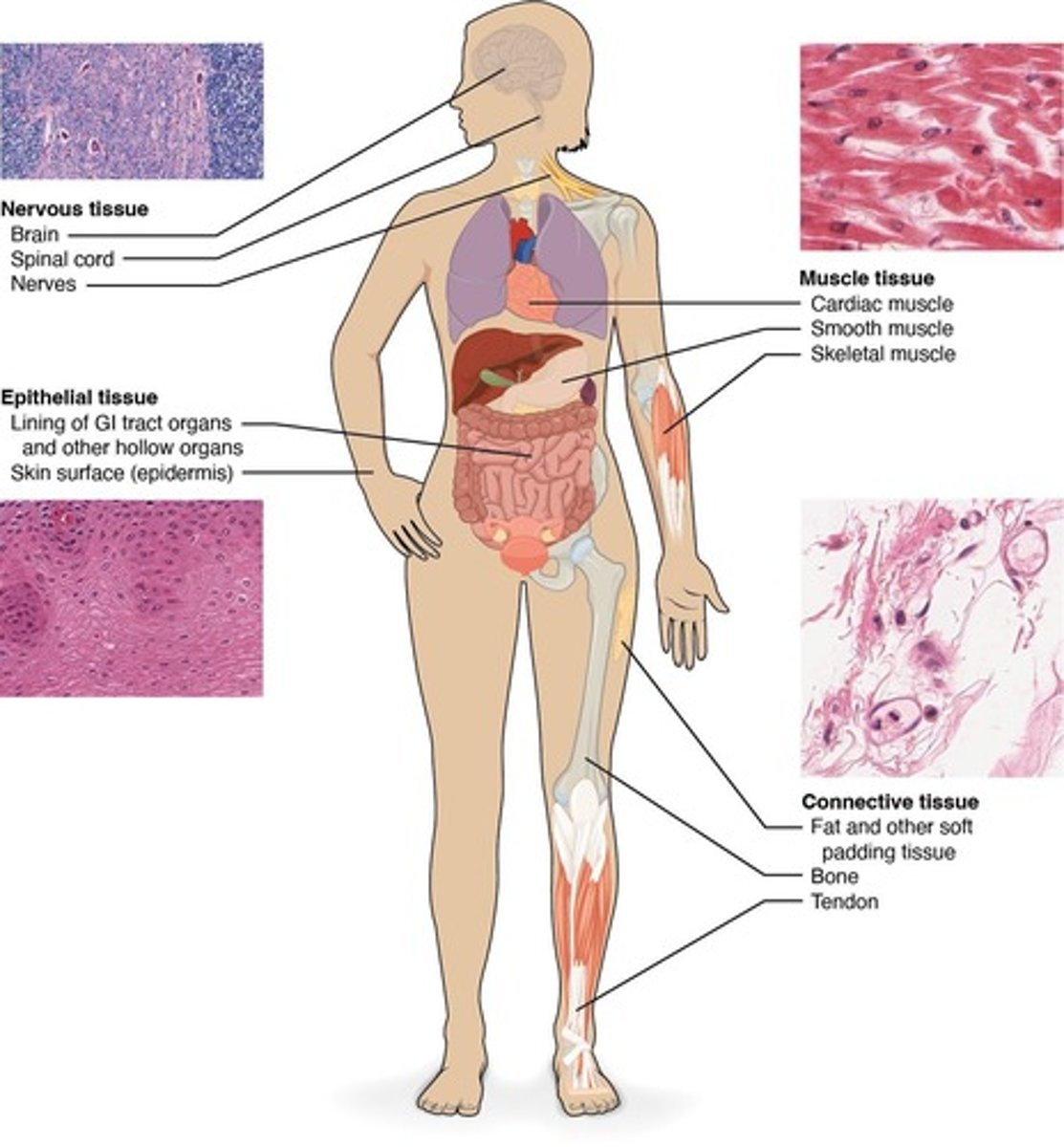 <p>Epithelial, connective, muscle, nervous</p>