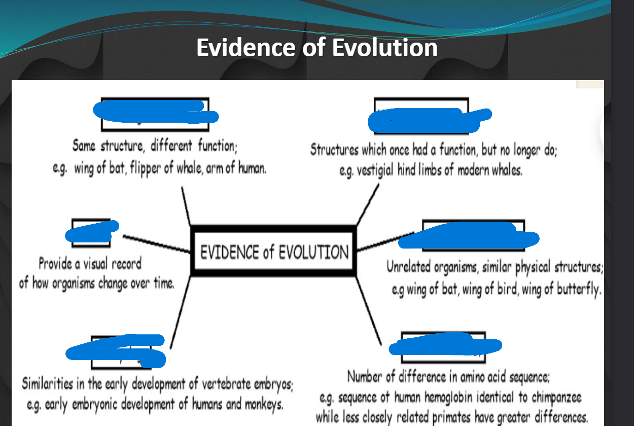 <p>name (l, r, l, r, l, r)</p>