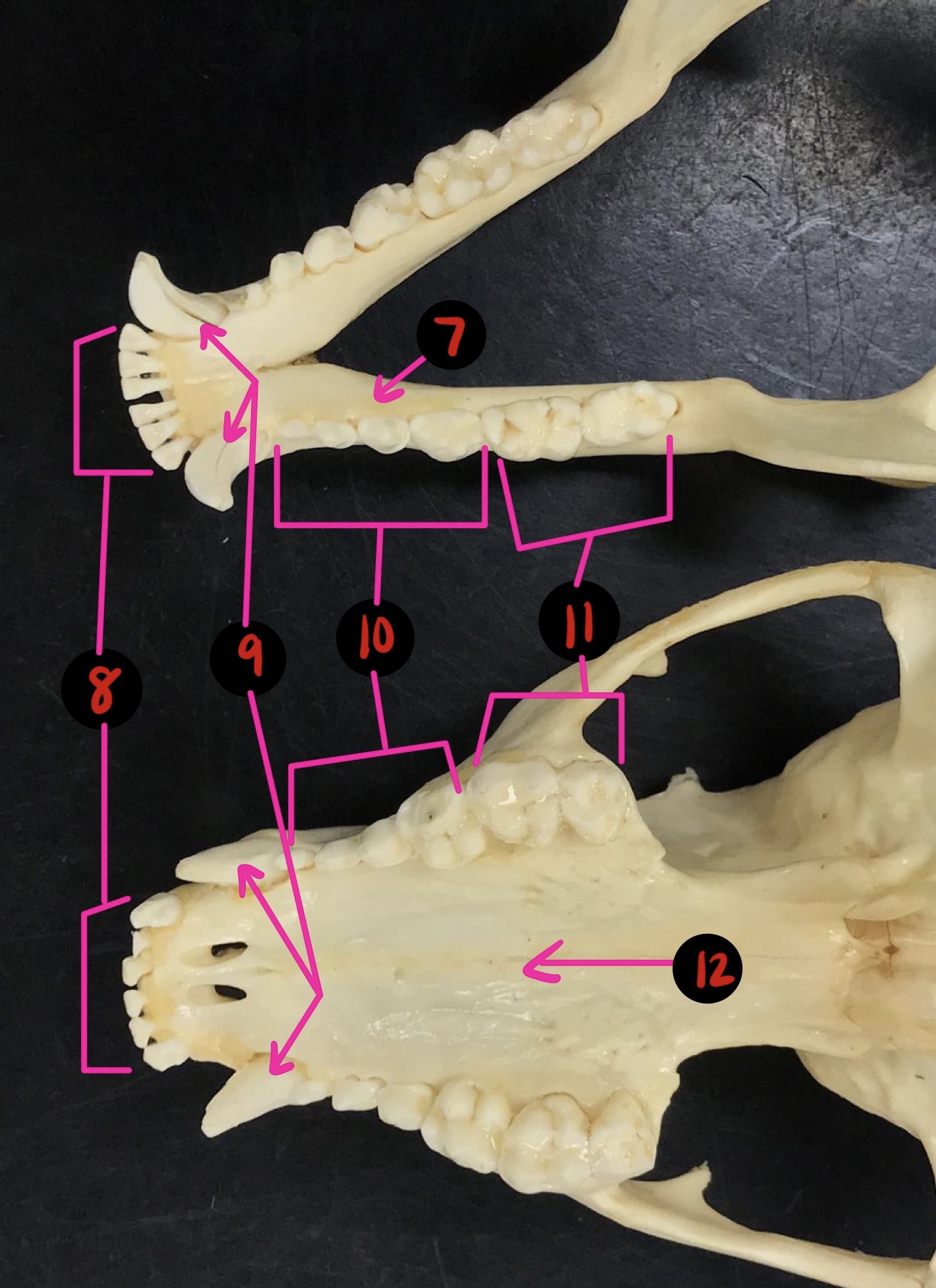 <p>Racoon skull- 12</p>