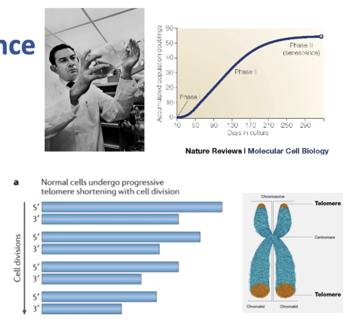 <p>Leonard Hayflick - normal human cells in culture have limited capacity to divide, after which they become senescent</p><p>• Phenomenon now known as the ‘Hayflick limit’</p><p>• State of permanent cell cycle exit, not proliferating but viable</p><p>• Associated with morphological, metabolic and biochemical changes (pathway changed)</p><p>• Potent anti-cancer mechanism (together with apoptosis)</p><p>• Replicative senescence is linked to telomere erosion</p>