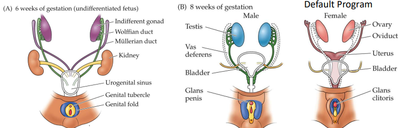 <p> wolffian ducts</p><p>Anti-müllerian hormone (AMH)</p>