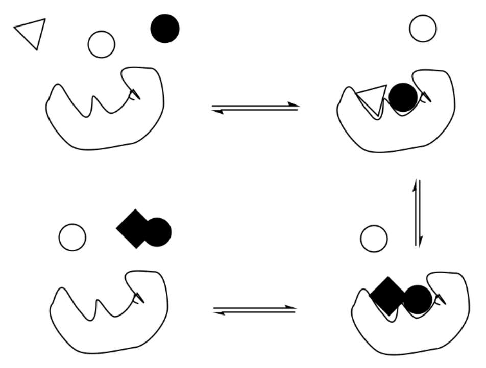 For the following enzymatic reaction (see picture), identify what the following shapes represent in the reaction (acyl donor, ester product, alcohol with incorrect stereochemistry, enzyme, and alcohol with correct stereochemistry).


1. Black square and circle
2. White triangle
3. Large, rounded shape
4. White circle
5. Black circle