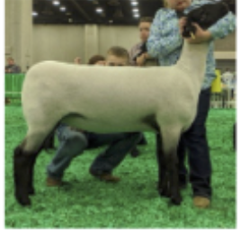 <p>Developed England and imported to US 1888, largest US breed, high # of registration, spider lamb and scrapies carriers</p>