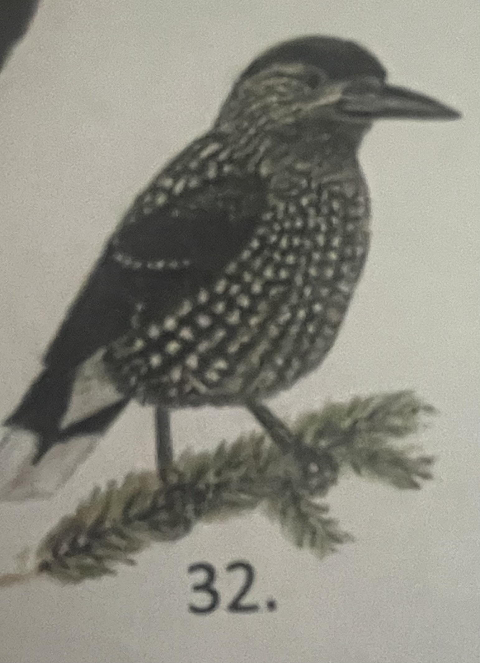 <p>mikä eläin</p>