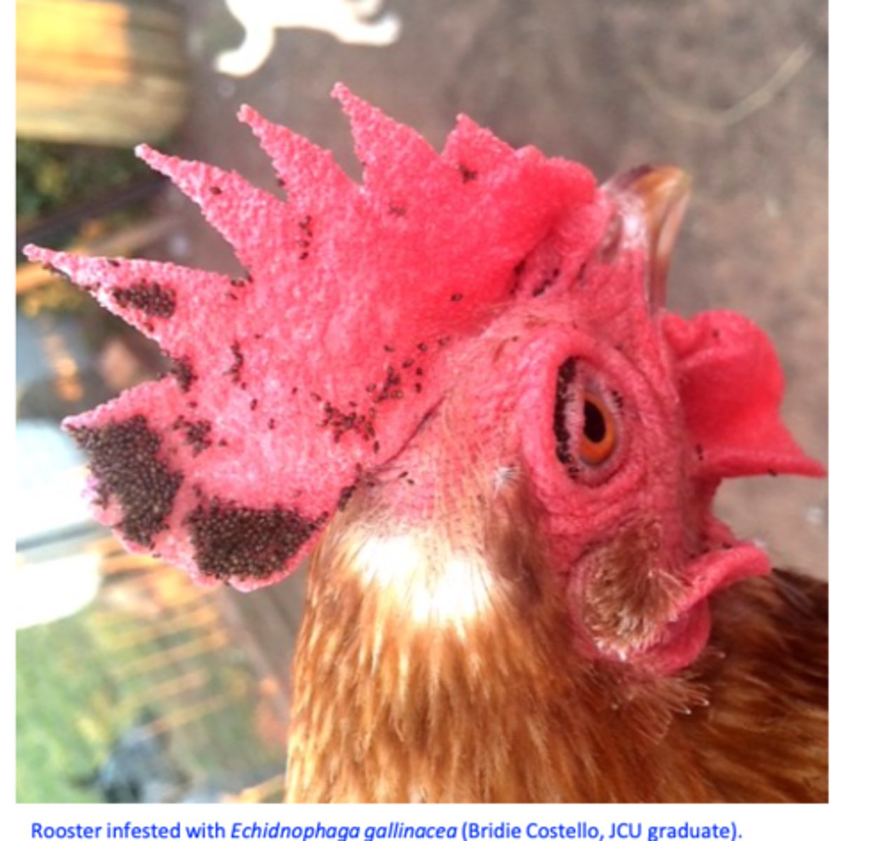 <p>Found on birds, especially poultry, but also on dogs, cats, humans, rabbits, goats, horses, kangaroos</p><p>Common in tropical areas but may be found in subtropical and temperate areas as well;</p><p>Common in areas with sandy soil in birds grown in outdoor systems;</p><p>Transmission: from environment, when the host enters contaminated area;</p>
