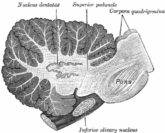 <p>superior colliculi and inferior colliculi</p>