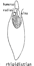 <ul><li><p>a type of paired fin found in Sarcopterygian (lobe-finned fish)</p></li><li><p>consists of a fleshy proximal lobe containing the fin skeleton and associated muscles and a membranous distal portion stiffened by fin rays. </p></li><li><p>The fin rays have a narrow base and form a paddle-like shape. </p></li><li><p><u>The lobe fin gave rise to the tetrapod limb.</u></p><p></p></li></ul><p></p>