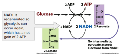 <ul><li><p><span style="background-color: transparent; font-family: "Proxima Nova", sans-serif;"><span>(Glucose during glycolysis) → Pyruvate → Lactate</span></span></p></li><li><p><span style="background-color: transparent; font-family: "Proxima Nova", sans-serif;"><span>Ex. fungi, bacteria, human muscle cells</span></span></p></li><li><p><span style="background-color: transparent; font-family: "Proxima Nova", sans-serif;"><span>Used to make cheese, yogurt, acetone, methanol</span></span></p></li><li><p><span style="background-color: transparent; font-family: "Proxima Nova", sans-serif;"><span>Note: Lactate build-up does NOT causes muscle fatigue and pain (old idea)</span></span></p></li><li><p><span style="background-color: transparent; font-family: "Proxima Nova", sans-serif;"><span>Once oxygen is available, lactate is converted back to pyruvate by the liver</span></span></p></li></ul><p></p>