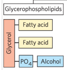 <p>Its backbone is glycerol; it contains 2 fatty acids, ester linked at C1, C2 1 phosphate head group + alcohol at C3 via phosphodiester bond</p>
