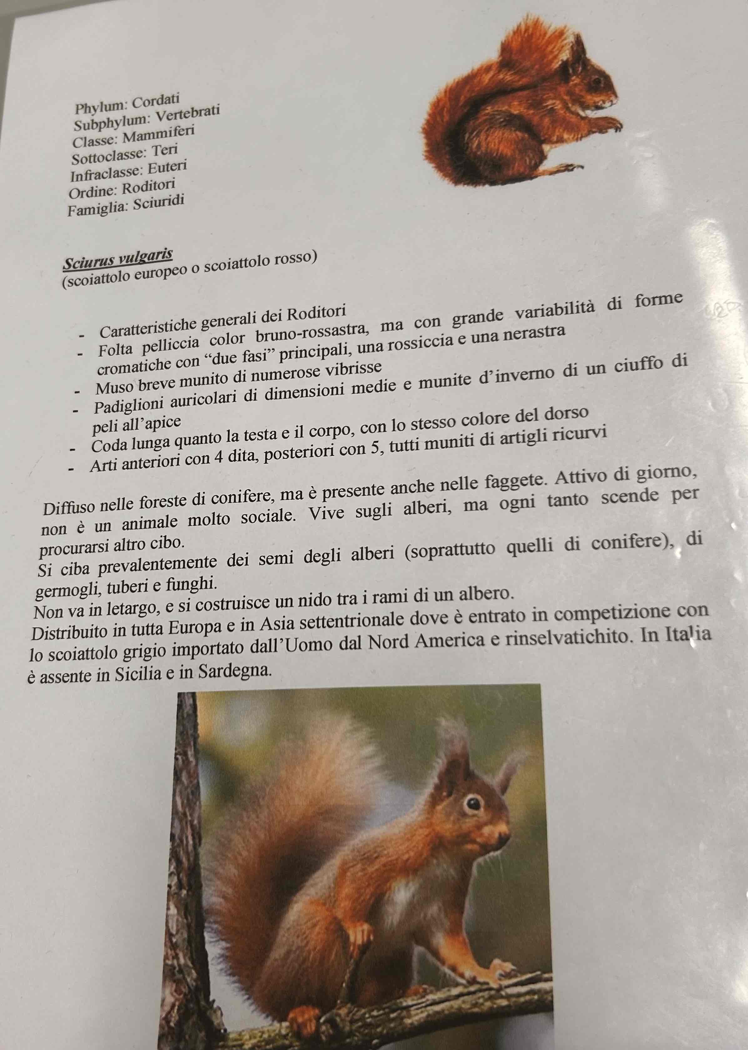 <p>Cordati</p><p style="text-align: start">Vertebrati</p><p style="text-align: start">Gnatostomi</p><p style="text-align: start">Tetrapodi</p><p style="text-align: start">Mammiferi</p><p style="text-align: start">Roditori</p><p style="text-align: start">(Sicuri di)</p><p style="text-align: start">Sciurus vulgaris (scoiattolo rosso)</p>