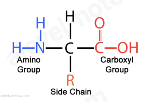 <p>All have a central carbon atom bonded to –</p><ul><li><p>an amine group (–NH<sub>2</sub>)</p></li><li><p>a carboxylic group (–COOH)</p></li><li><p>a hydrogen</p></li><li><p>an R-group that determines what type of amino acid it is</p></li></ul><p></p>