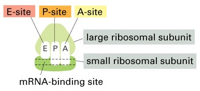 <ul><li><p>Associates with a set of proteins to form the translational machinery</p></li><li><p>Ribosome is a large complex of four RNA molecules and more than 80 proteins</p></li><li><p>RNA molecules in the structure choreograph and catalyse protein synthesis</p></li><li><p>3 sites within the ribosome</p></li><li><p>A-site — aminoacyl-tRNA site</p></li><li><p>P-site — peptidyl-tRNA site</p></li><li><p>E-site — exit site</p></li></ul><p></p>