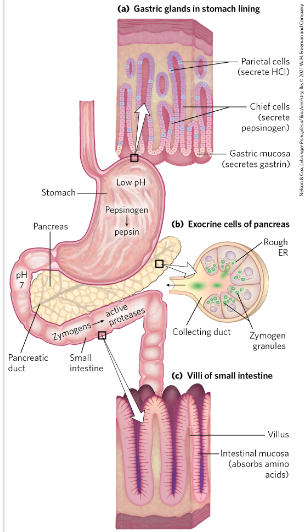 <p>mechanic degradation of food<br>- proteases - in stomach and intestine<br>- uptake over intestinal mucosa -&gt; blood-&gt; liver<br><br>Pepsinogen converted to Pepsin=protease-&gt; degrade proteins→ smaller peptides</p><p><br>Low pH-&gt; why? Not healthy for the tissue-&gt; but<br>pepsin needs to be activated (optimal pH=2</p><p>Helps unfold globular proteins and bonds more accessible to enzymatic hydrolysis</p><p>When food enters the small intestine→ low pH trigger hormonal release of secretin in the blood→ stimulates pancreas to release bicarbonate→ neutralizes the gastric HCl in small intestine</p>