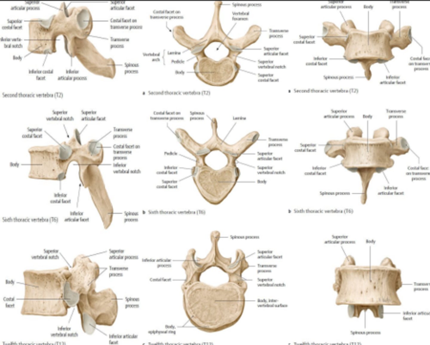 <p>How many Thoracic Vertebrae are there?</p>