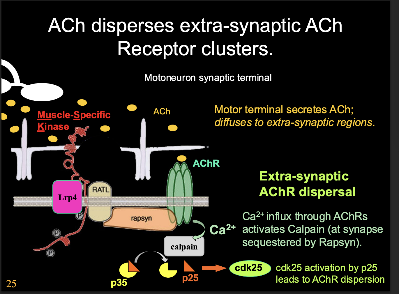 <p><em>note: ACh is normally blocked by large agrin</em></p><ol><li><p>Dispersal is triggered by <strong>AChR mediated clacium influx</strong></p></li><li><p>Activates Calpain protease ( which is normally inactivated by sequestration due to agrin receptor complex activation)</p></li><li><p>activates kinase cascade</p></li><li><p>cdk25 activation by p25 </p></li><li><p>promotes <strong>dispersal</strong> and internalisation of <strong>extra-synaptic AChRs</strong></p></li></ol><p></p>