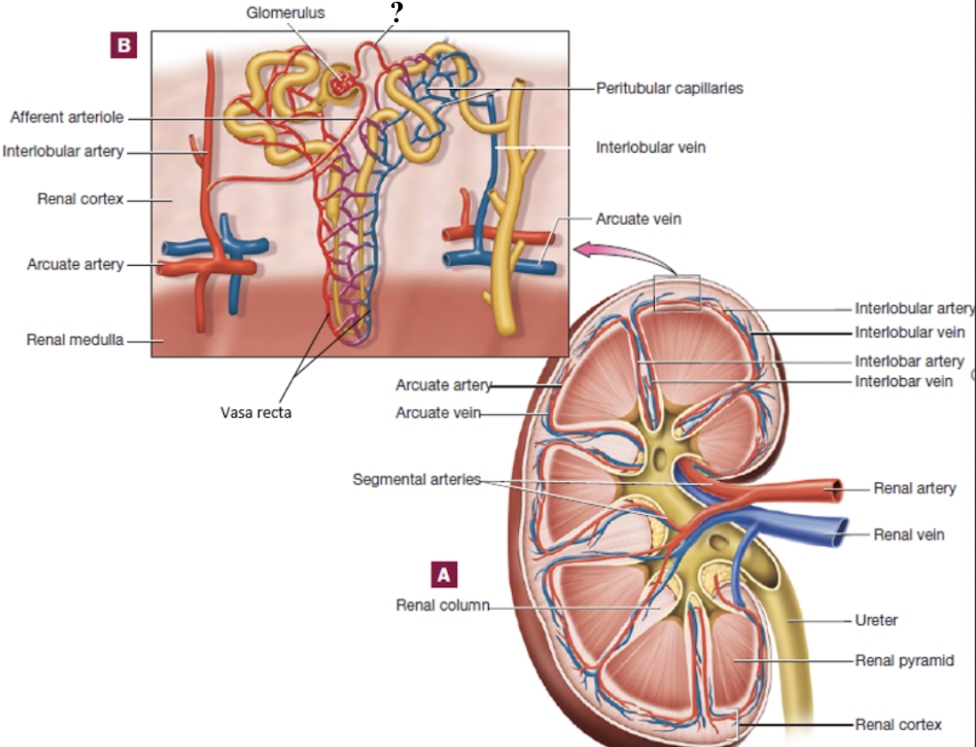 <p>drain the glomerulus and have two options of pathways that it can follow </p><ul><li><p>peritubular capillaries </p></li><li><p>vasa recta</p></li></ul><p></p>